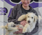 Small #4 Mutt