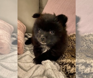 Pomeranian Puppy for sale in OSTRANDER, OH, USA