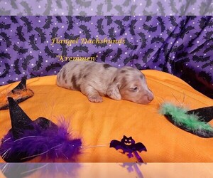 Dachshund Puppy for sale in CUTLER BAY, FL, USA