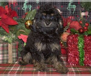 Cavapoo Puppy for sale in HUTCHINSON, KS, USA