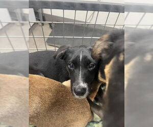 German Shepherd Dog-Unknown Mix Dogs for adoption in HESPERIA, CA, USA