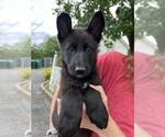 Small #2 German Shepherd Dog