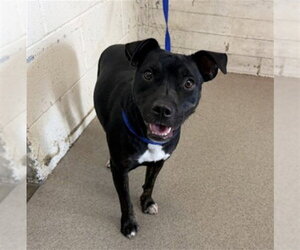 American Pit Bull Terrier Dogs for adoption in San Bernardino, CA, USA