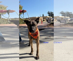 FLYNT - Male Holland Shepherd-Unknown Mix Dog for Adoption - Photo #6