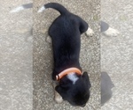 Small Photo #5 Beagle Puppy For Sale in HAZEL GREEN, AL, USA
