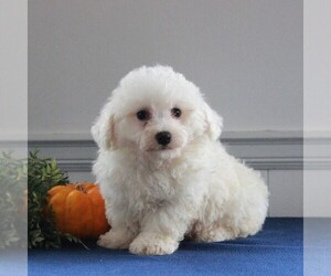 Bichon Frise Puppy for sale in GORDONVILLE, PA, USA