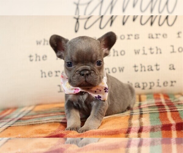 Medium Photo #3 Goldendoodle Puppy For Sale in PEMBROKE PINES, FL, USA