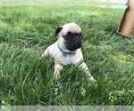 Small Photo #9 Pug Puppy For Sale in DAYTON, VA, USA