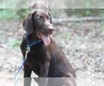 Small Photo #8 Labrador Retriever Puppy For Sale in PIEDMONT, SC, USA