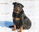 Small Rottweiler