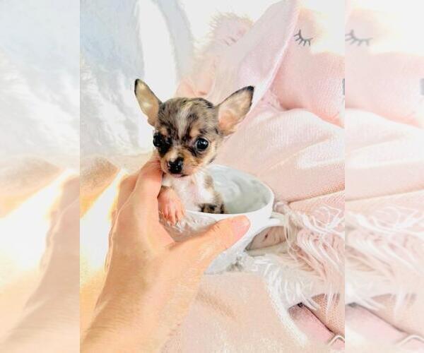 Medium Photo #31 Chihuahua Puppy For Sale in FORT LAUDERDALE, FL, USA