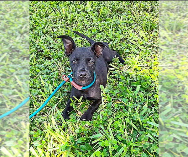 Medium Photo #3 Mutt Puppy For Sale in New York, NY, USA