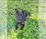 Small Photo #3 Mutt Puppy For Sale in New York, NY, USA