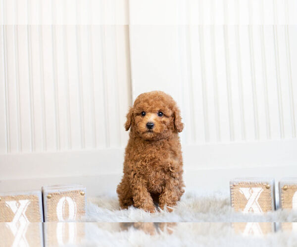 Medium Photo #6 Poodle (Toy) Puppy For Sale in WARSAW, IN, USA