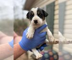 Small #7 Jack Russell Terrier Mix