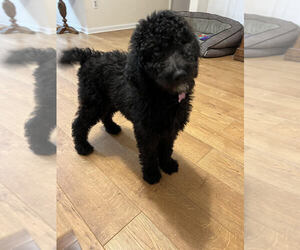Poodle (Standard) Puppy for sale in VIRGINIA BEACH, VA, USA