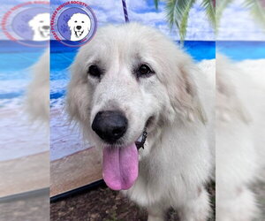 Great Pyrenees Dogs for adoption in Spring, TX, USA