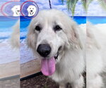 Small Great Pyrenees