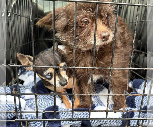 Medium Photo #5 Mutt Puppy For Sale in Boonton, NJ, USA