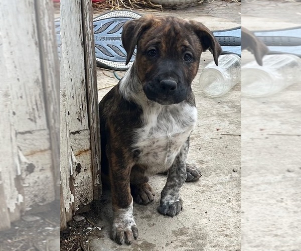 Medium Photo #1 Australian Shepherd-Boxer Mix Puppy For Sale in ORRVILLE, OH, USA