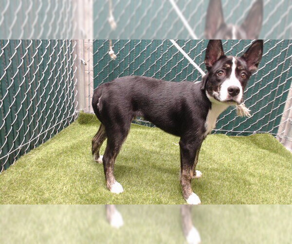 Medium Photo #1 Mutt Puppy For Sale in Downey, CA, USA