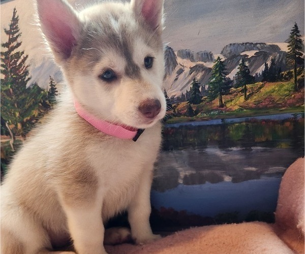 Medium Photo #3 Alaskan Husky Puppy For Sale in YACOLT, WA, USA