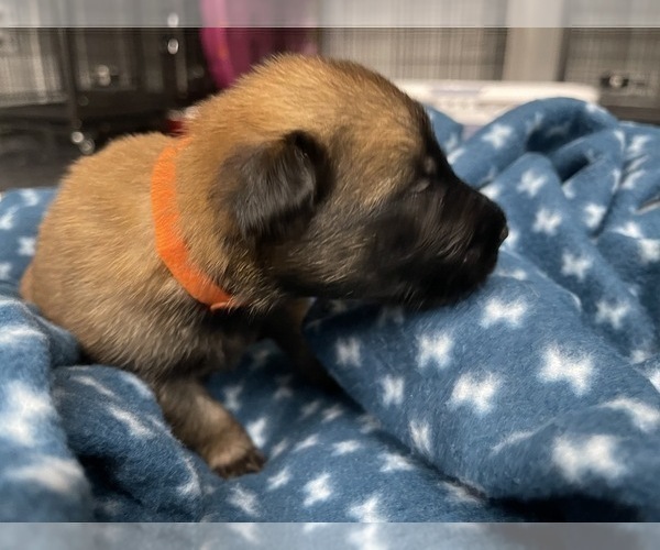 Medium Photo #146 Belgian Malinois Puppy For Sale in REESEVILLE, WI, USA