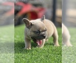 Small #18 French Bulldog