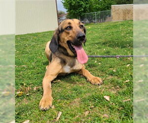 Treeing Walker Coonhound Dogs for adoption in Ogden, UT, USA