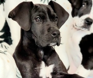 Great Dane Puppy for sale in LAMAR, AR, USA