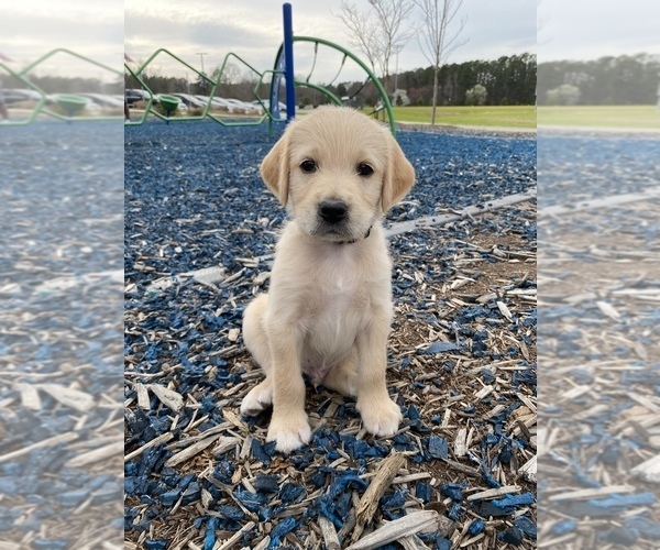 Full screen Photo #1 Mastidoodle Puppy For Sale in APEX, NC, USA