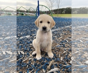 Medium Mastidoodle