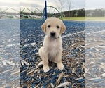 Small Photo #1 Mastidoodle Puppy For Sale in APEX, NC, USA