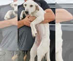 Small #2 Labrador Retriever Mix