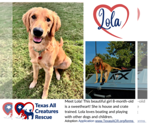 Golden Retriever Dogs for adoption in Lillian, TX, USA