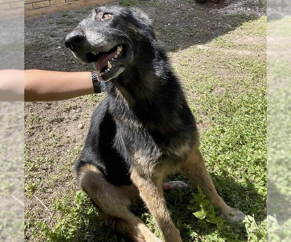 Medium Photo #1 German Shepherd Dog-Unknown Mix Puppy For Sale in San Antonio, TX, USA