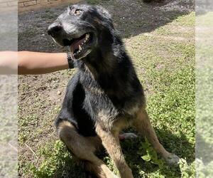 German Shepherd Dog-Unknown Mix Dogs for adoption in San Antonio, TX, USA
