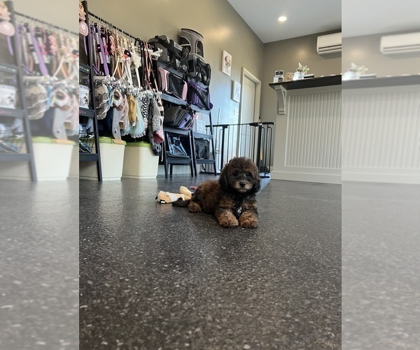 Medium Photo #100 Goldendoodle (Miniature) Puppy For Sale in WARSAW, IN, USA