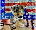 Small #5 Morkie