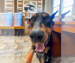 Small #2 Doberman Pinscher