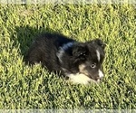Small #22 Shetland Sheepdog
