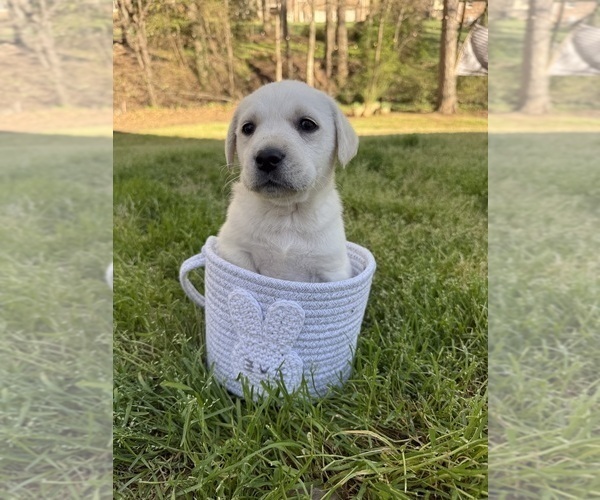 Medium Photo #4 Labrador Retriever Puppy For Sale in GREER, SC, USA