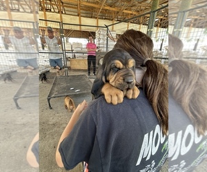 Bloodhound Puppy for sale in HAZLEHURST, GA, USA