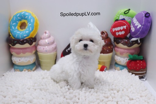 Medium Photo #1 Maltese Puppy For Sale in LAS VEGAS, NV, USA