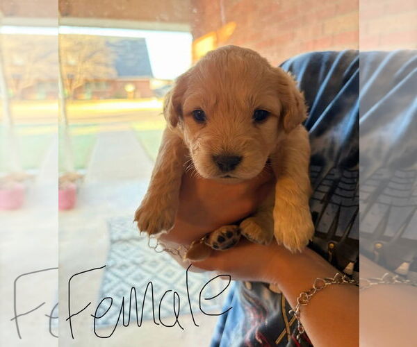 Medium Photo #1 Golden Retriever-Unknown Mix Puppy For Sale in Grafton, WI, USA