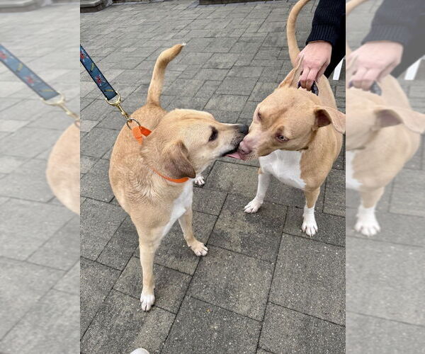 Medium Photo #9 Labrador Retriever-Unknown Mix Puppy For Sale in Brewster, NY, USA