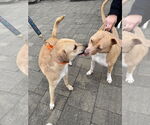 Small #8 Labrador Retriever Mix