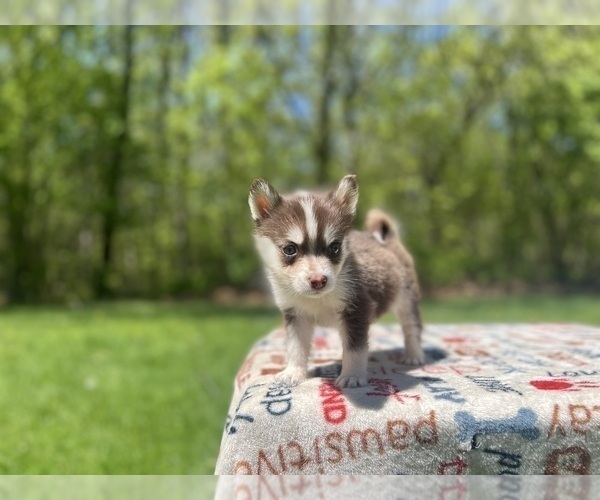 Medium Photo #5 Pomsky Puppy For Sale in DRACUT, MA, USA