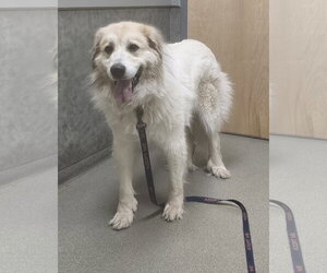 Storm- sponsored adoption fee - Female Great Pyrenees Dog for Adoption - Photo #5