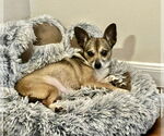 Small #2 Chiweenie